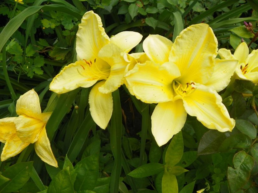 24 iun (122) - Hemerocallis 2018