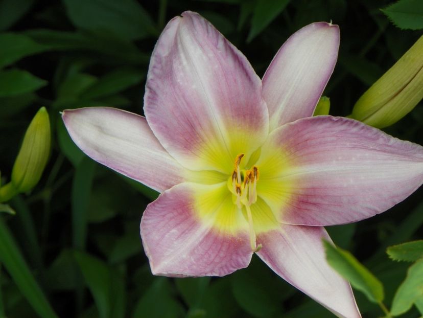 24 iun (124) - Hemerocallis 2018