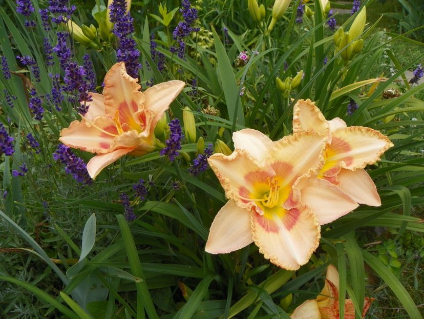 24 iun (125) - Hemerocallis 2018