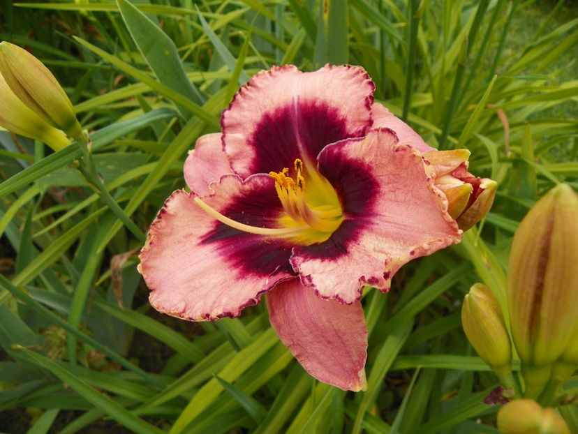 24 iun (126) - Hemerocallis 2018