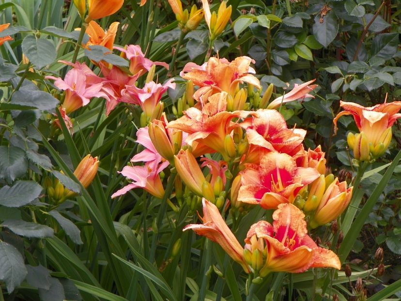 24 iun (127) - Hemerocallis 2018