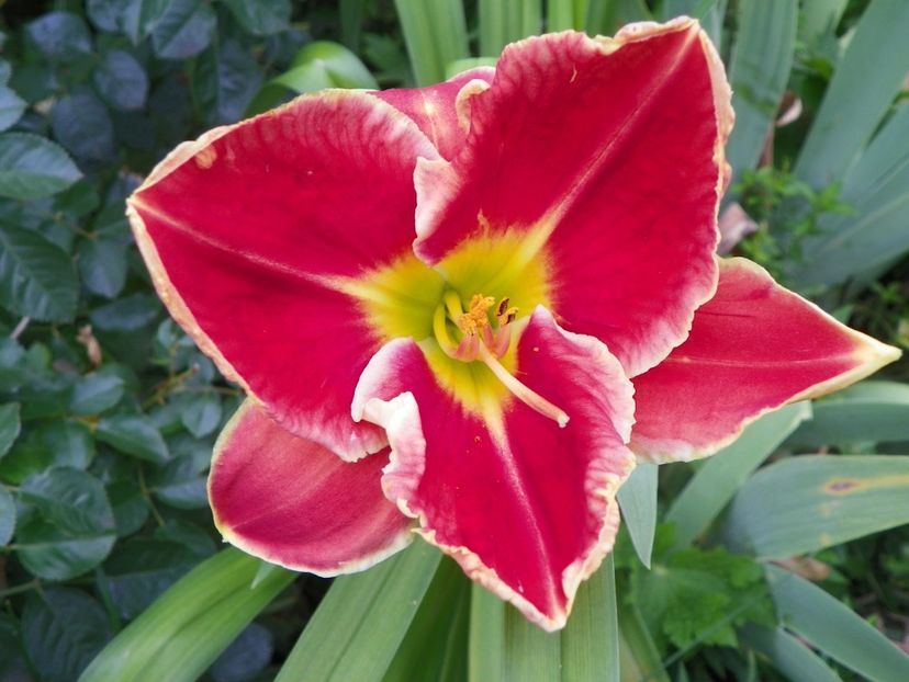 Fire and Fog - Hemerocallis 2018