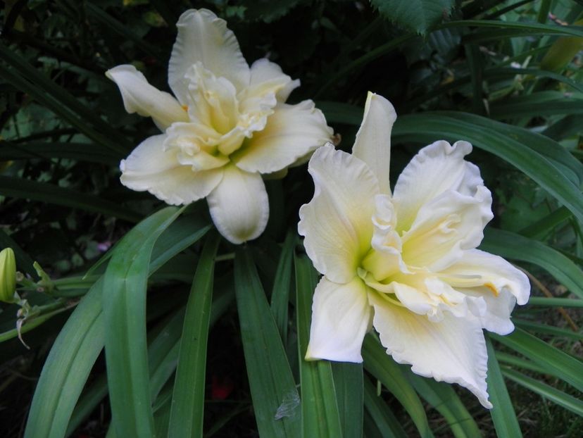 24 iun (129) - Hemerocallis 2018