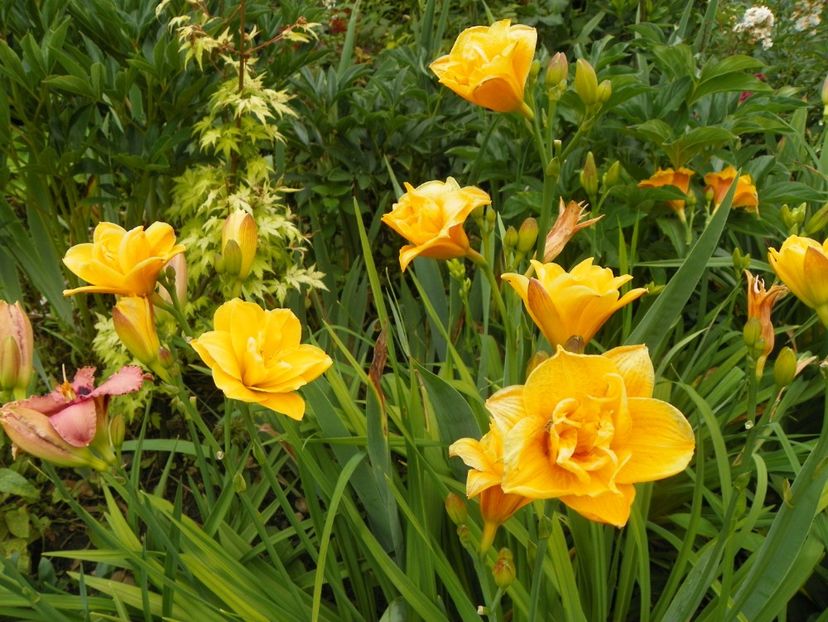 24 iun (130) - Hemerocallis 2018
