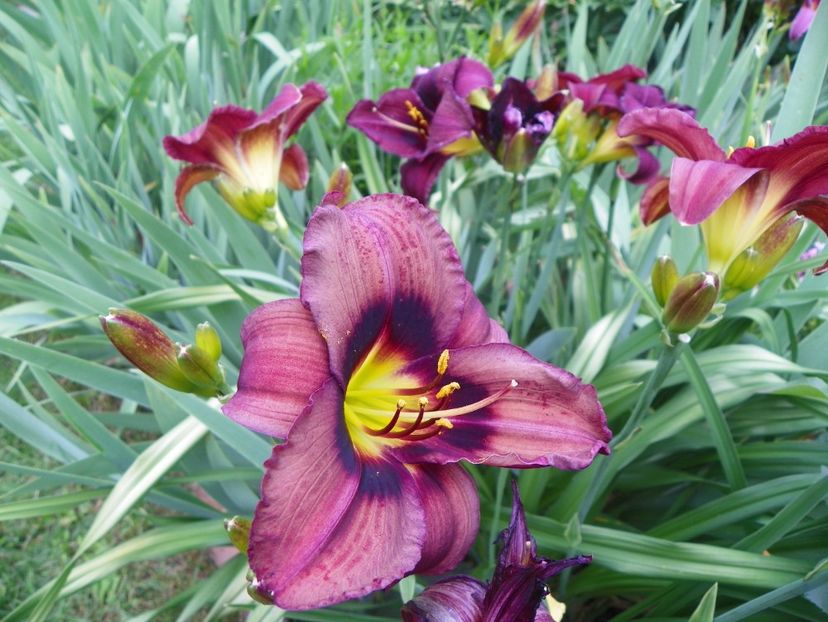 24 iun (132) - Hemerocallis 2018