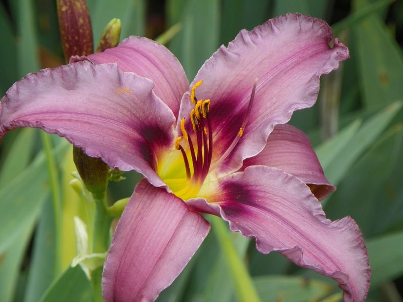 Unique Purple - Hemerocallis 2018