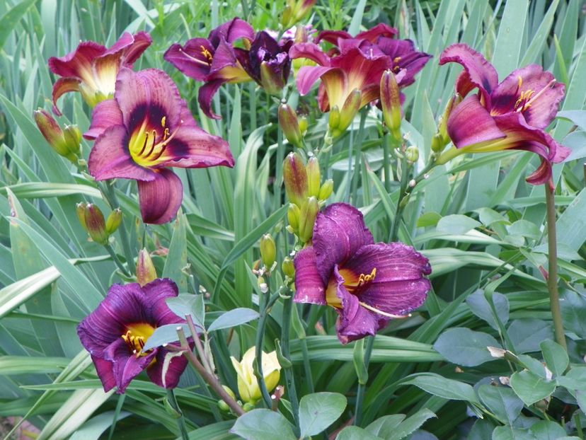 24 iun (134) - Hemerocallis 2018