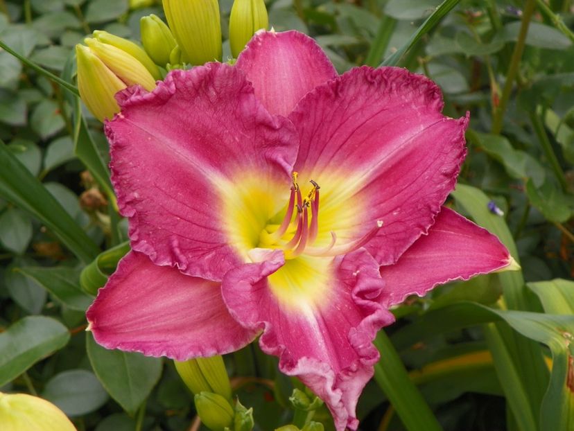 Lavender Stardust - Hemerocallis 2018