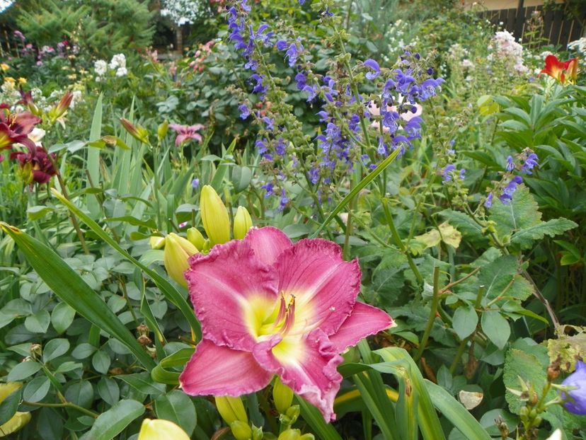 Lavender Stardust - Hemerocallis 2018