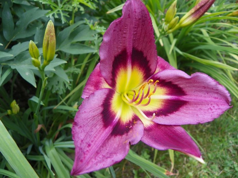 24 iun (137) - Hemerocallis 2018