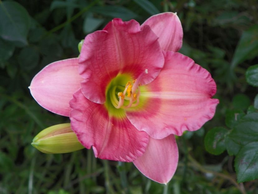 Chorus Line altfel - Hemerocallis 2018