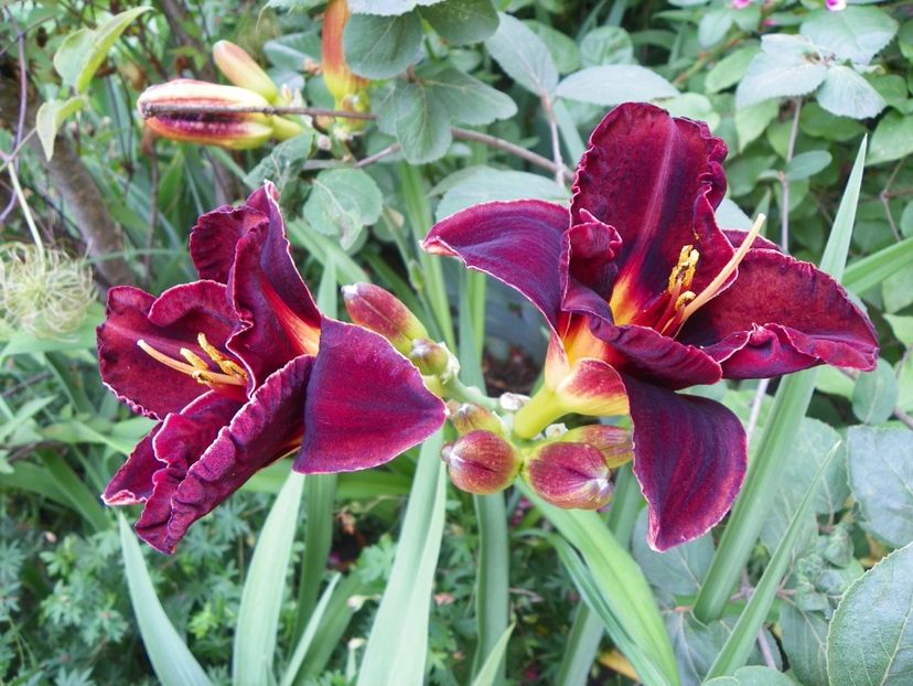 24 iun (143) - Hemerocallis 2018