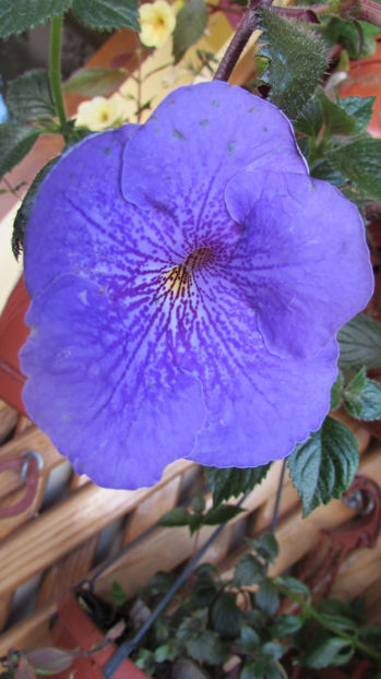 Serge Joy - Achimenes
