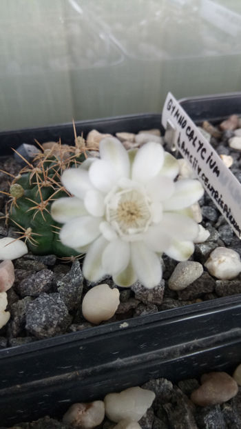 04.07.2018 - Gymnocalycium damsii v centrispinum