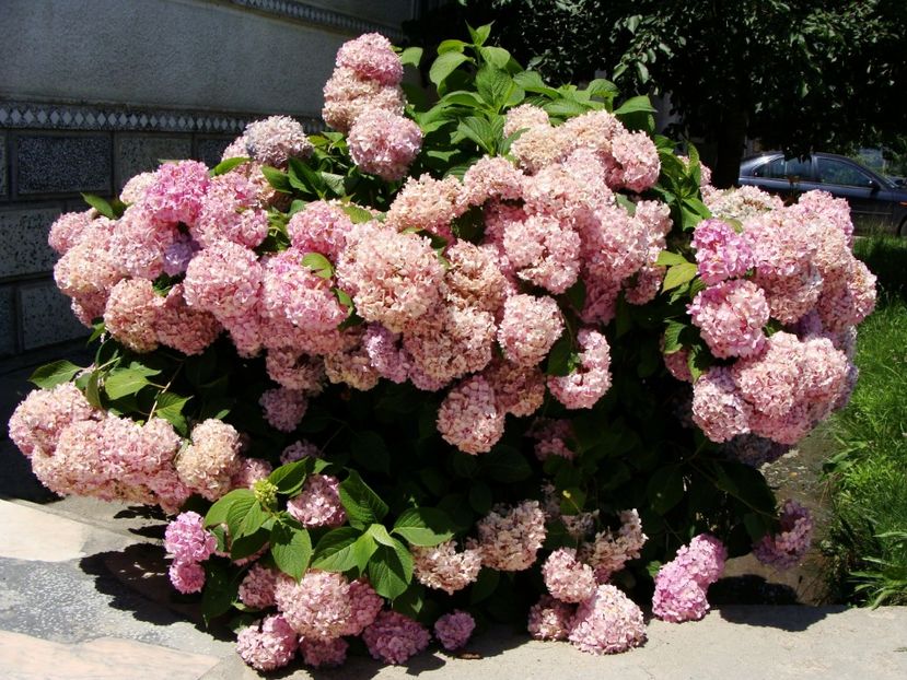 A trebuit să o pozez, prea era superba! Iar tufa...imensă! - Iulie 2018