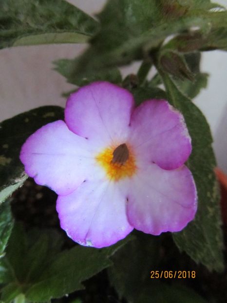 Daisy Boo - ACHIMENES 2020 - VANZARI HIBRIZI