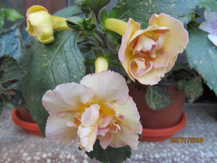 Yellow  Fever - ACHIMENES 2020 - VANZARI HIBRIZI