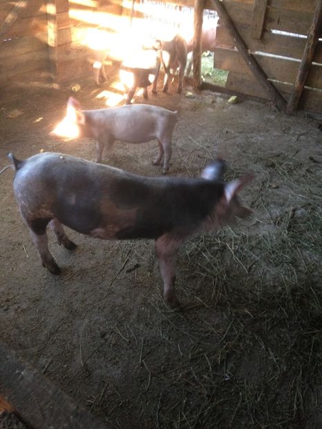  - Purcei 2017-2018-2019-2020