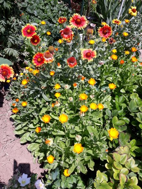  - Flori de grădină-2018 Vara