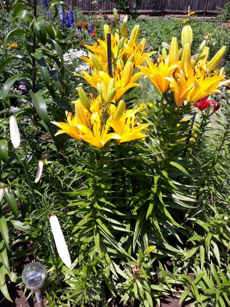  - Flori de grădină-2018 Vara