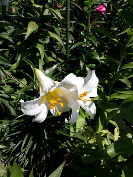  - Flori de grădină-2018 Vara