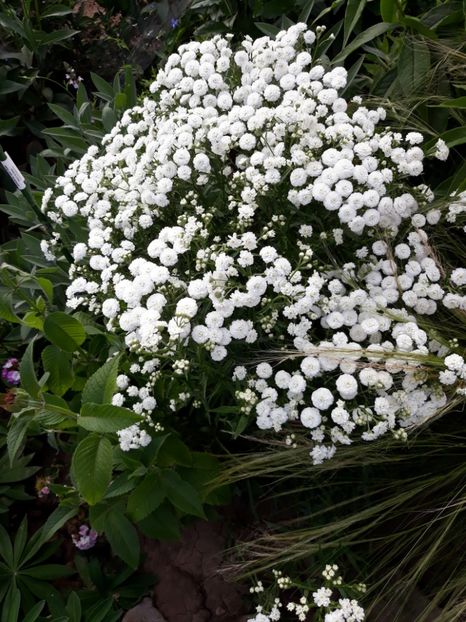  - Flori de grădină-2018 Vara