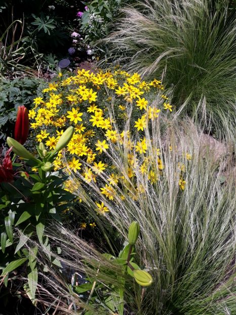  - Flori de grădină-2018 Vara