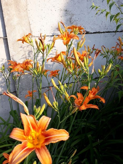  - Flori de grădină-2018 Vara