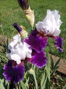 Magnetisme - A FLORI DIN GRADINA MEA