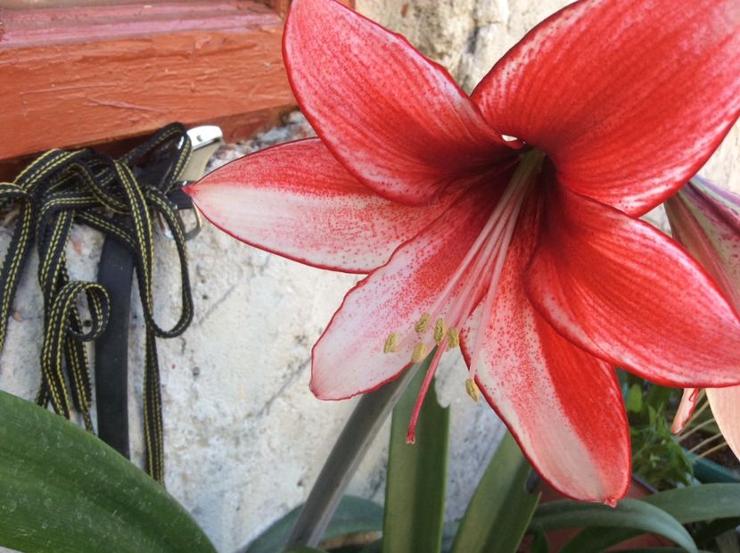 1D5A35B1-EA38-4280-BE0F-6AAB9558CD2D - Crini de ghiveci