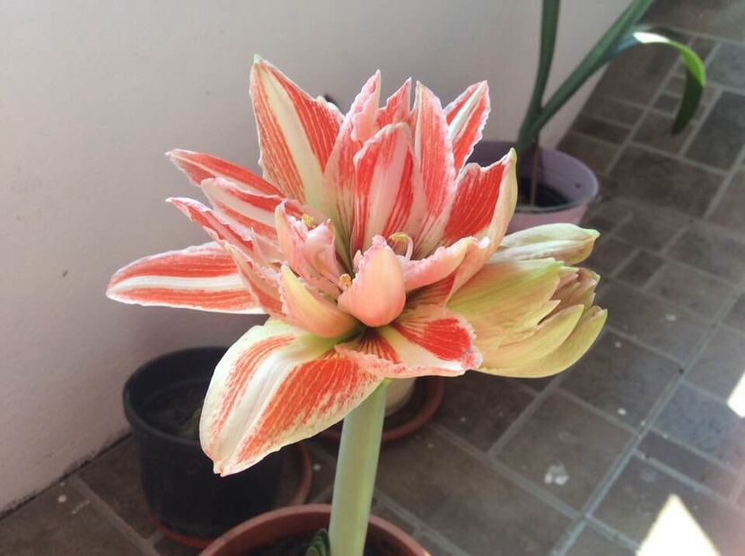 27E0758B-1223-406C-9EA8-F151FCE06CFE - Crini de ghiveci