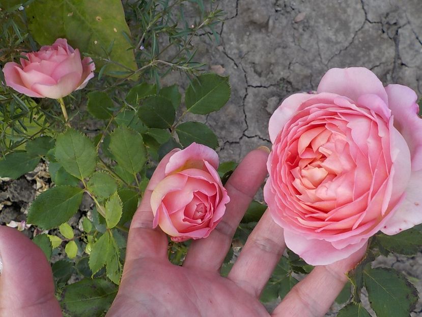  - jubilee celebration