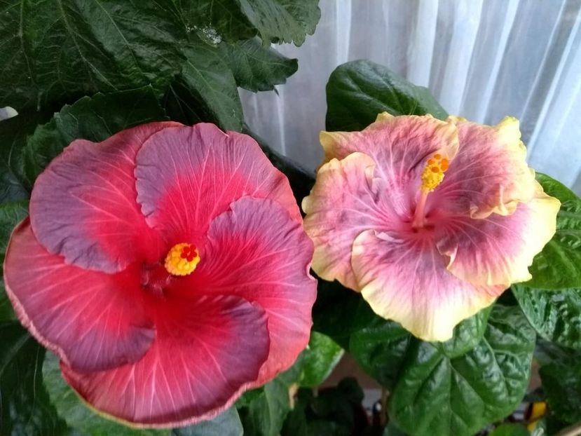  - 04Hibiscus