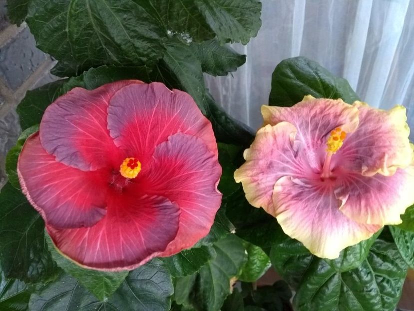  - 04Hibiscus