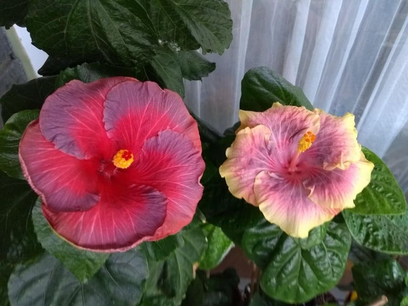  - 04Hibiscus