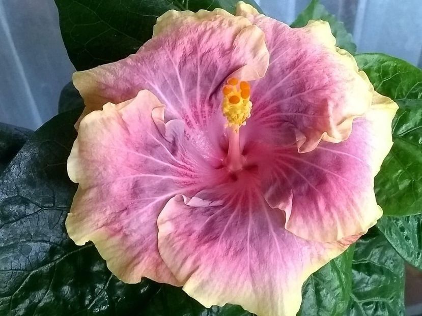 Persian Rug - 0Hibiscus in colectie infloriti