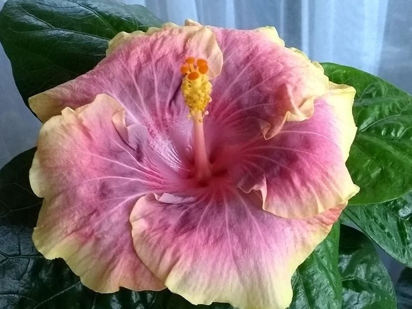 Persian Rug - 0Hibiscus in colectie infloriti