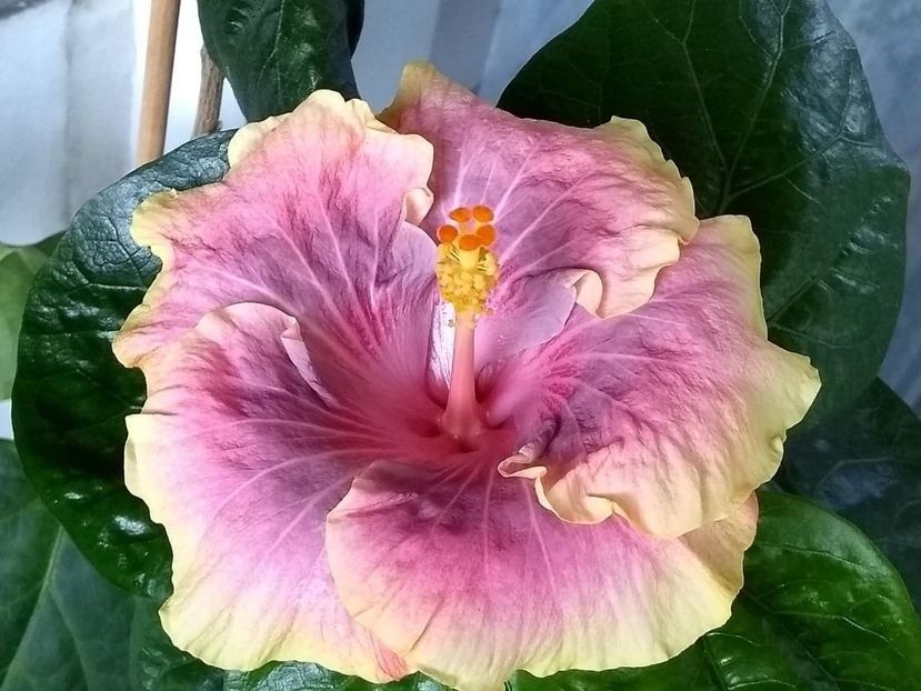 Persian Rug - 0Hibiscus in colectie infloriti