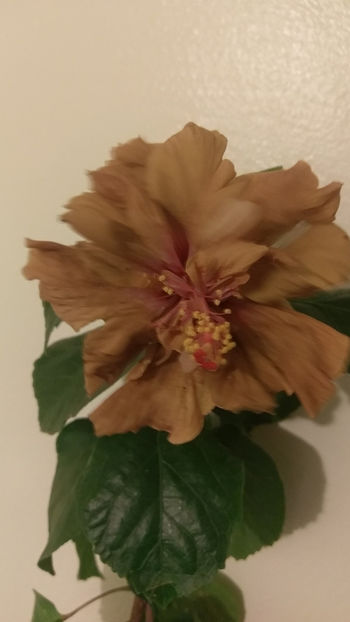 Brandon Straton - Hibiscus 2018