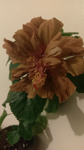  - Hibiscus 2018