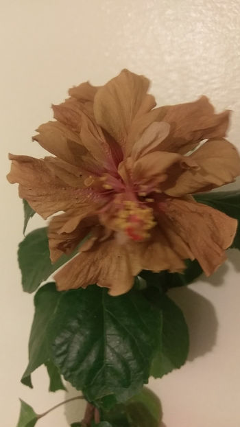 Brandon Straton - Hibiscus 2018
