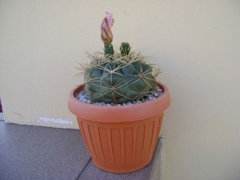 Gymnocalycium monvillei - Cactusi 2018 Gymnocalycium