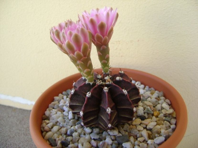 Gymnocalycium friedrichii - Cactusi 2018 Gymnocalycium