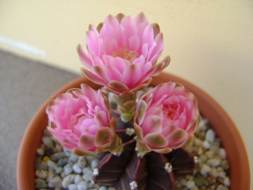 Gymnocalycium friedrichii - Cactusi 2018 Gymnocalycium