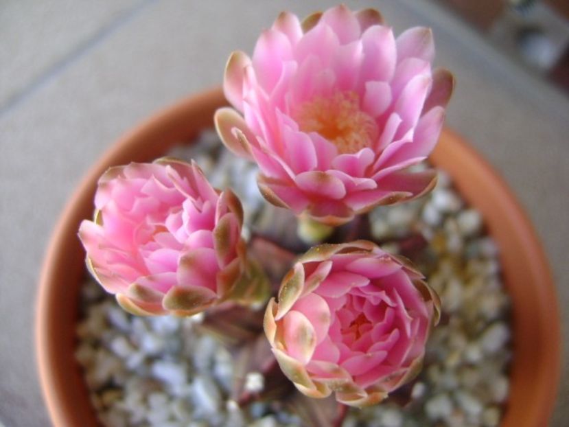 Gymnocalycium friedrichii - Cactusi 2018 Gymnocalycium