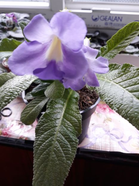  - STREPTOCARPUS