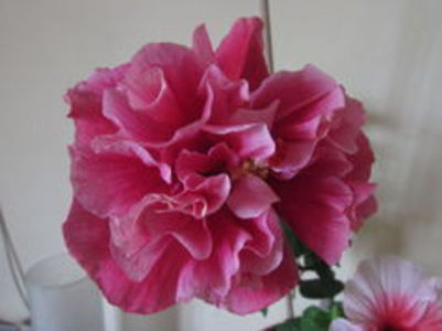 Charles Septembr - Hibiscus 2018