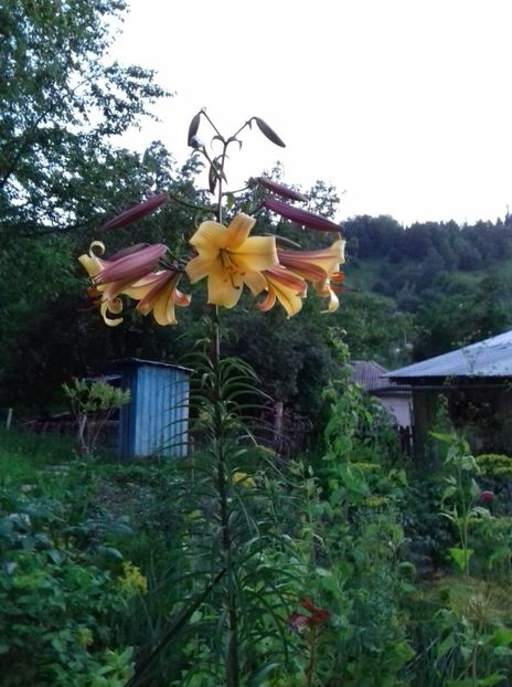Golden splendor - Crini asiatici si orientali 2018