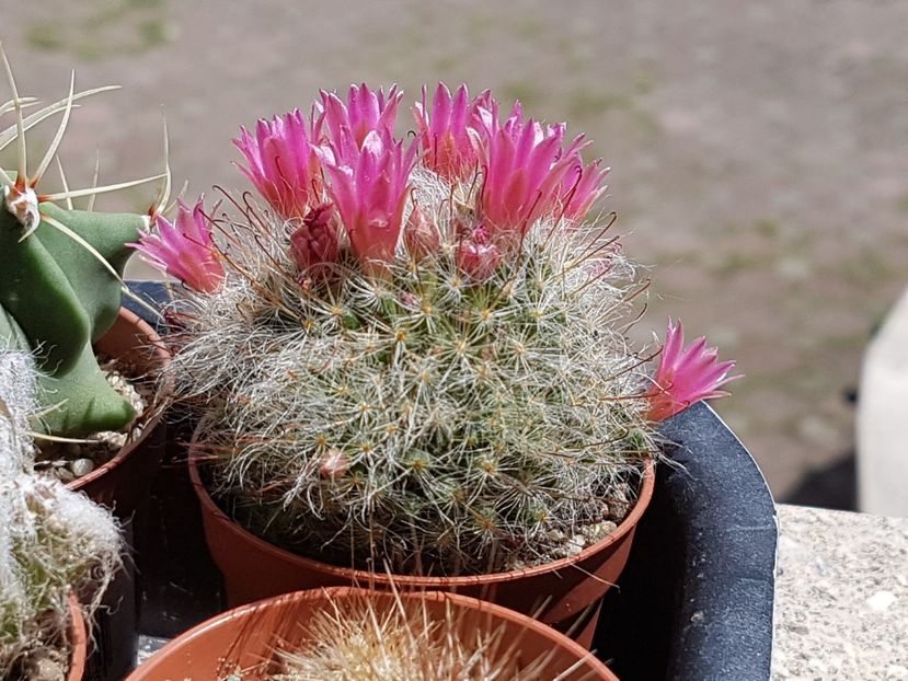 Mammillaria bocasana-inca un val de inflorire - Cactusi si plante suculente 2017-2018-2019