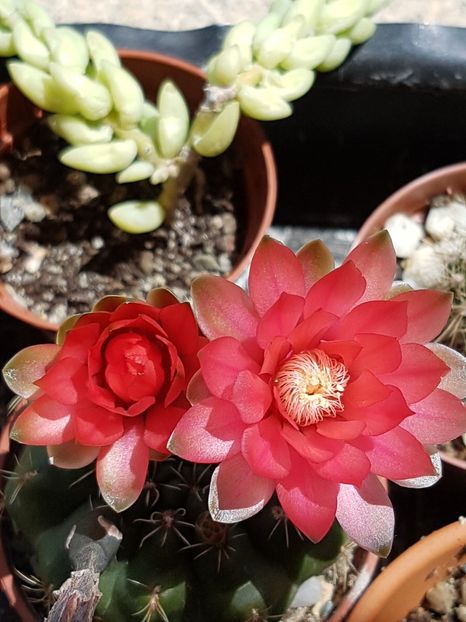 Gymno baldianum - Cactusi si plante suculente 2017-2018-2019